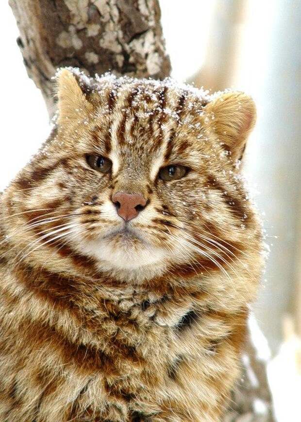 Амурский лесной кот