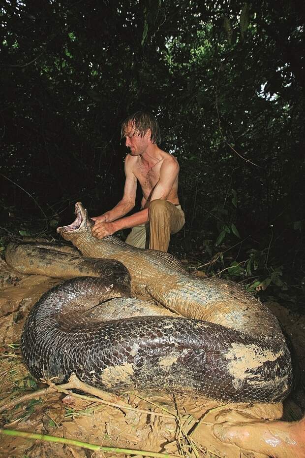Самая крупная в природе змея — анаконда длиной 7,5 м, королева Амазонки.