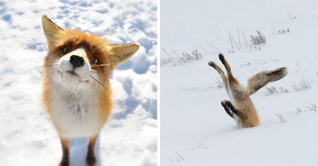 20 симпатичных лисичек, которые радуются приходу зимы