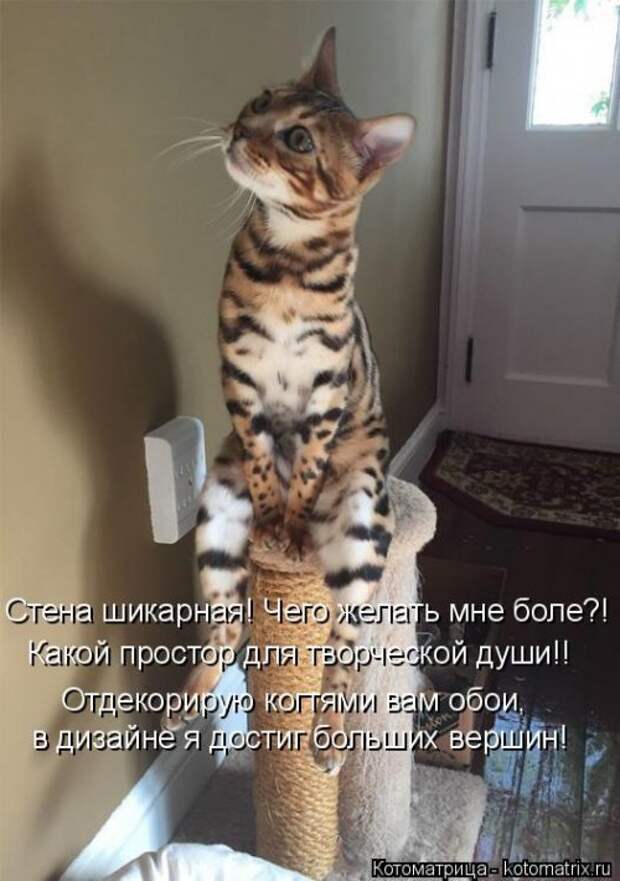 Свежая котоматрица для всех (16 фото)