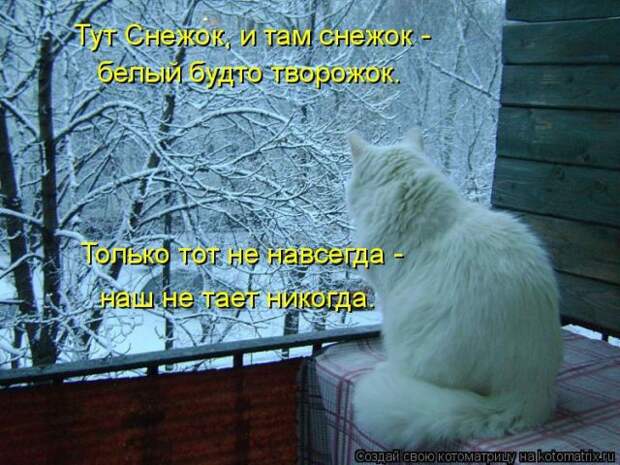 Лучшие котоматрицы недели (50 фото)