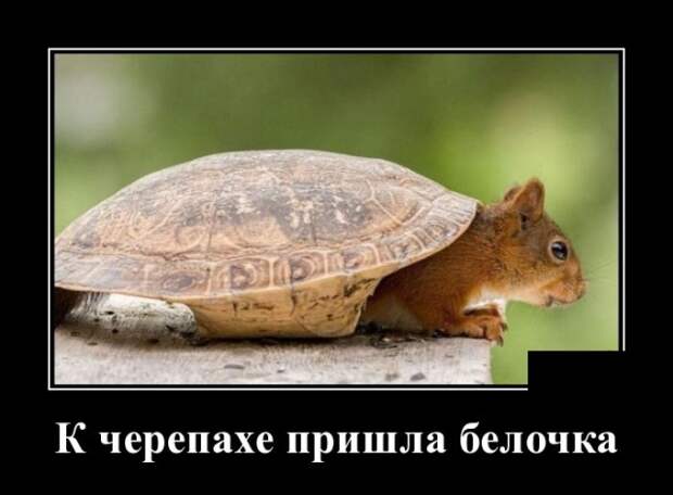 Демотиваторы (30 фото)