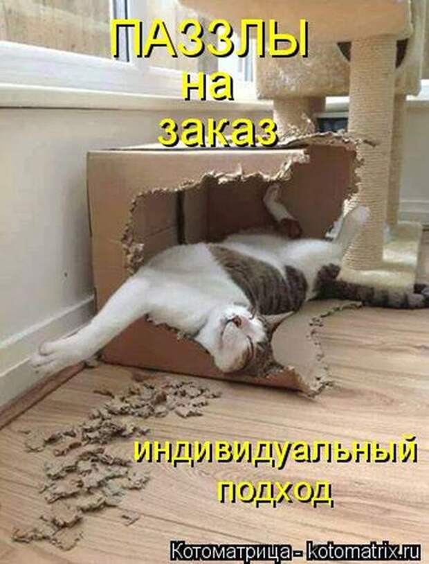 Лучшие котоматрицы недели (50 фото)