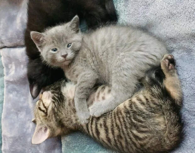 Без кота и жизнь не та