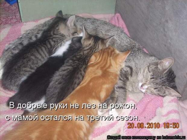 Новая котоматрица (44 шт)