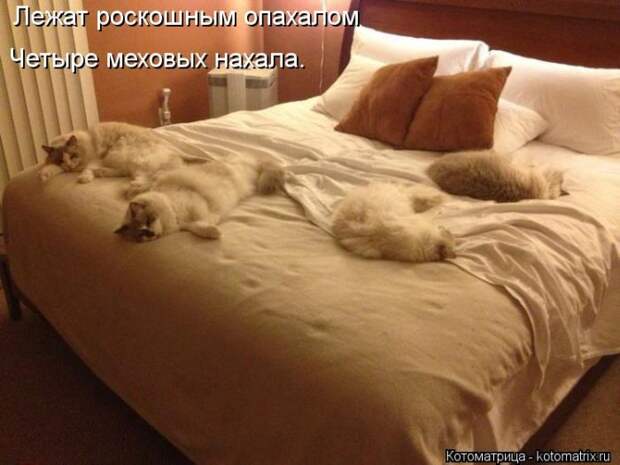 Лучшие котоматрицы недели Лучшие котоматрицы недели