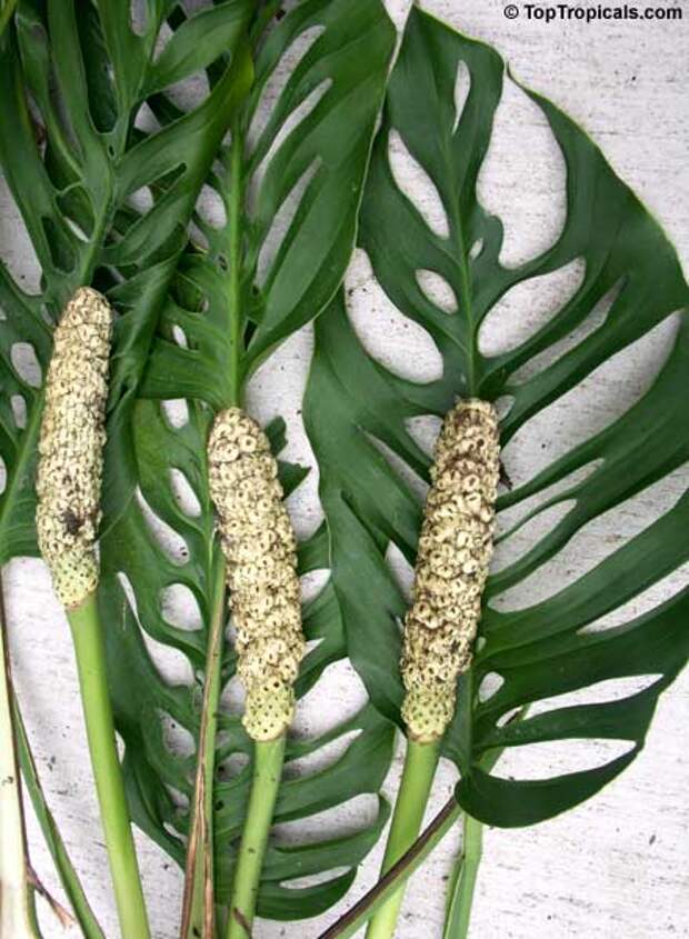 www.TopTropicals.com - rare plants for home and garden