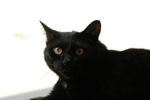 Администрация Киришей утвердила график отлова бездомных животных