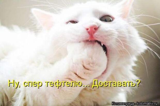 Котоматрицы (картинки с надписями)
