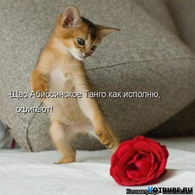 Веселые картинки с котами Выпуск 398 (27 фото)