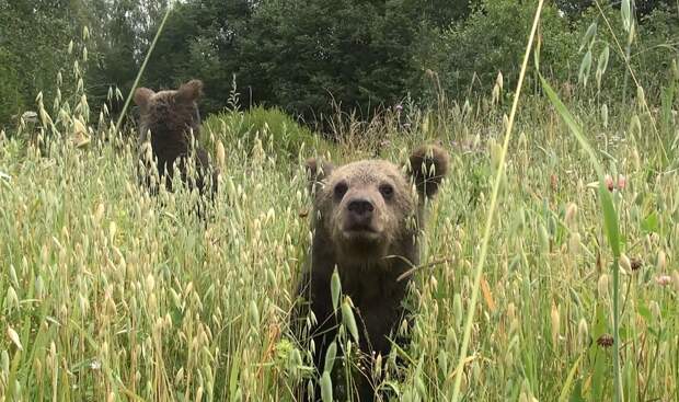 Ученые выложили видео, как медведи лакомятся овсом в Тверской области