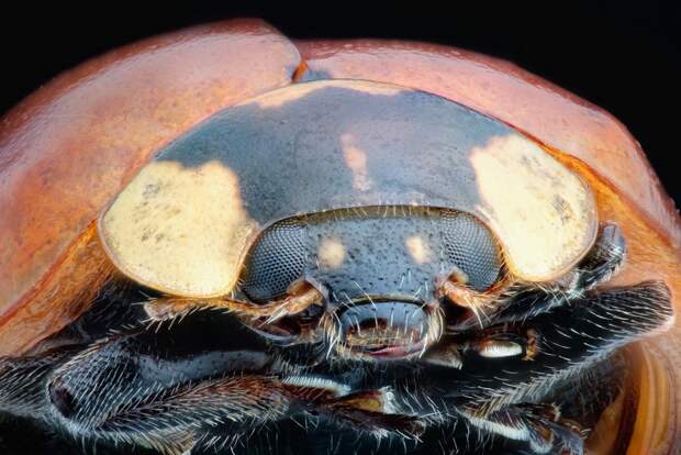insects05 insects05 Портреты насекомых