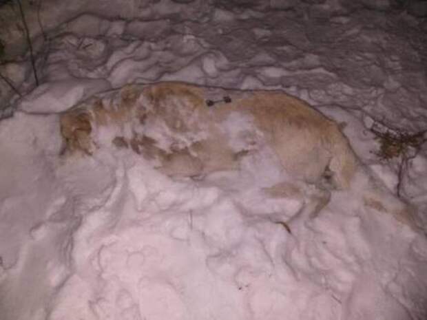 В Улан-Удэ находят трупы убитых собак.
