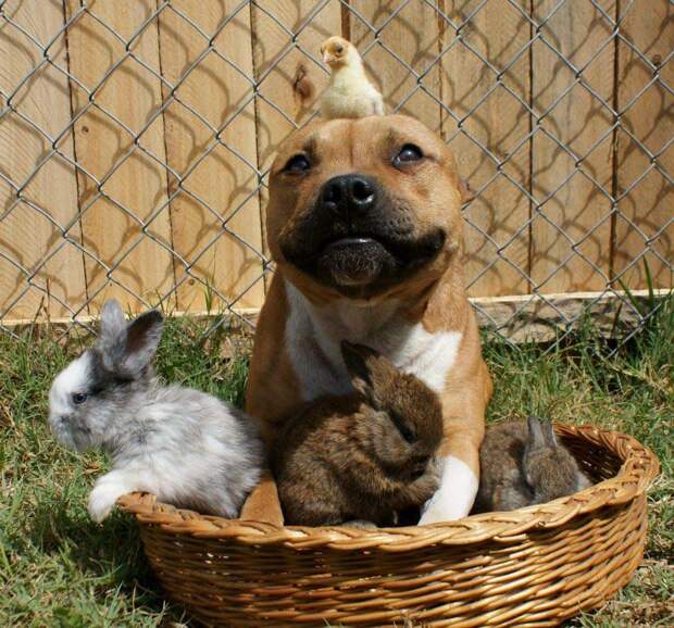 Бум - питбуль, который любит кроликов the Pit Bull who Loves Birds and Rabbits 1 Бум питбуль, который любит кроликов