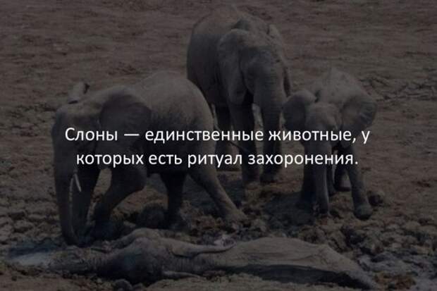 Интересные факты обо всем на свете