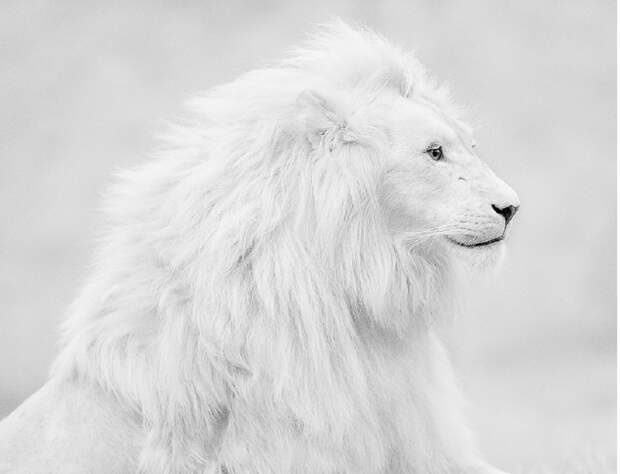 white-lion-1 (Копировать)