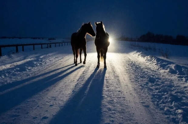 В Дагестане жители спасли табун лошадей, попавших в снежную ловушку в горах