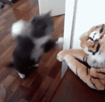GIF-доказательство, что коты - чертовски весёлые ребята GIF коты юмор