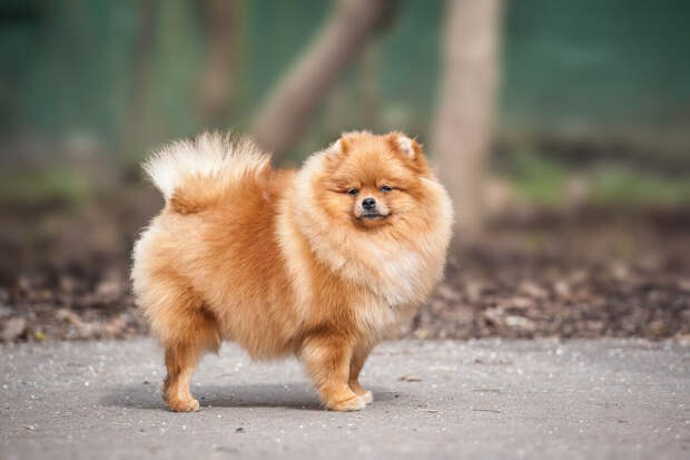 Житель Владимирской области изнасиловал 12 школьниц, заманив их к себе домой