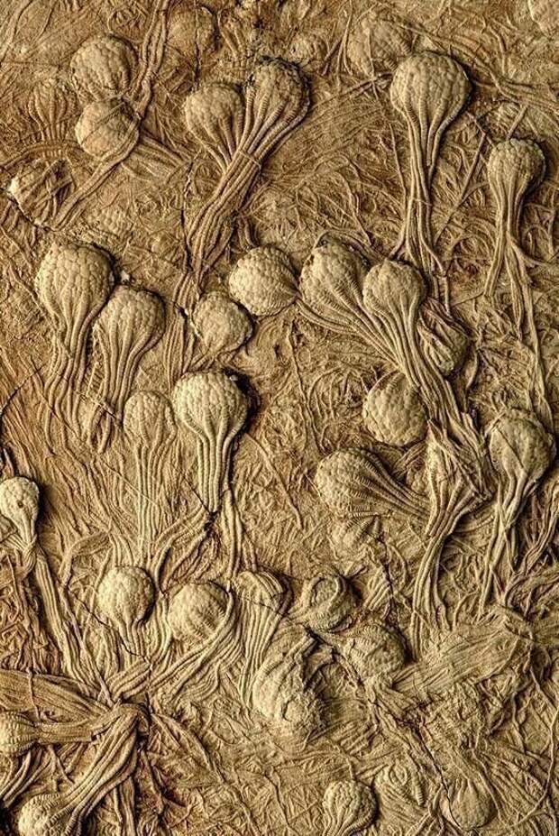 Окаменелости морской лилии, Меловой период миллионы лет, морские обитатели, окаменелости, факты
