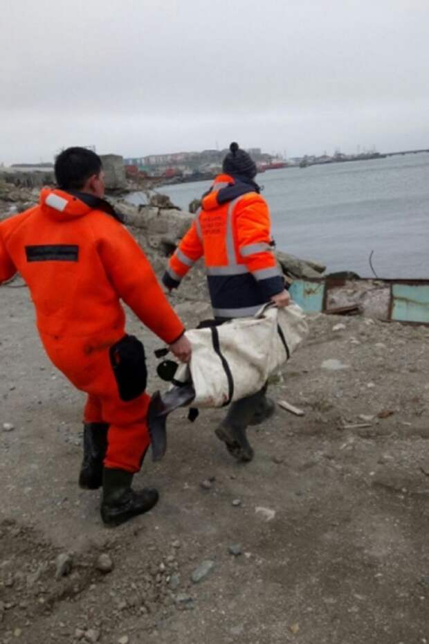 На Сахалине спасатели вернули "заблудившегося" дельфиненка в море Фото: ГУ МЧС России по Сахалинской области