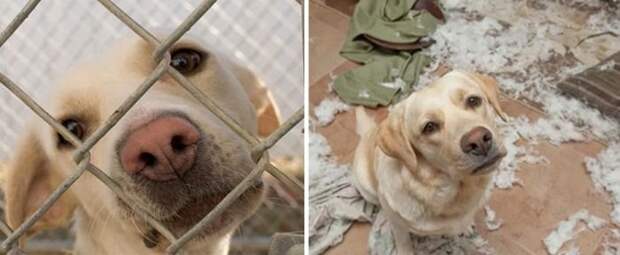 Животные в приюте и в семье: фото до и после