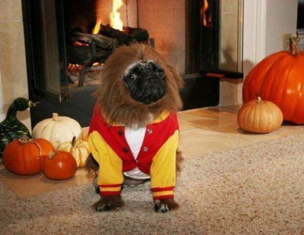 Pugs06 Pugs06 Веселые мопсы мастера маскировки
