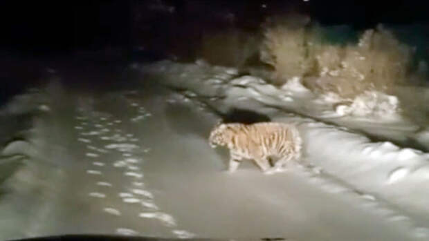 Плутавшего по Подмосковью тигренка поймали