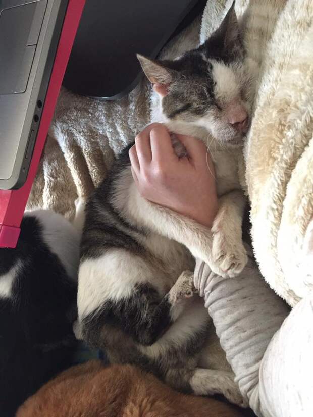 Без кота и жизнь не та