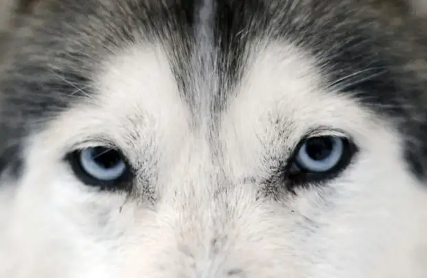 Plemeno husky (34 fotografií)
