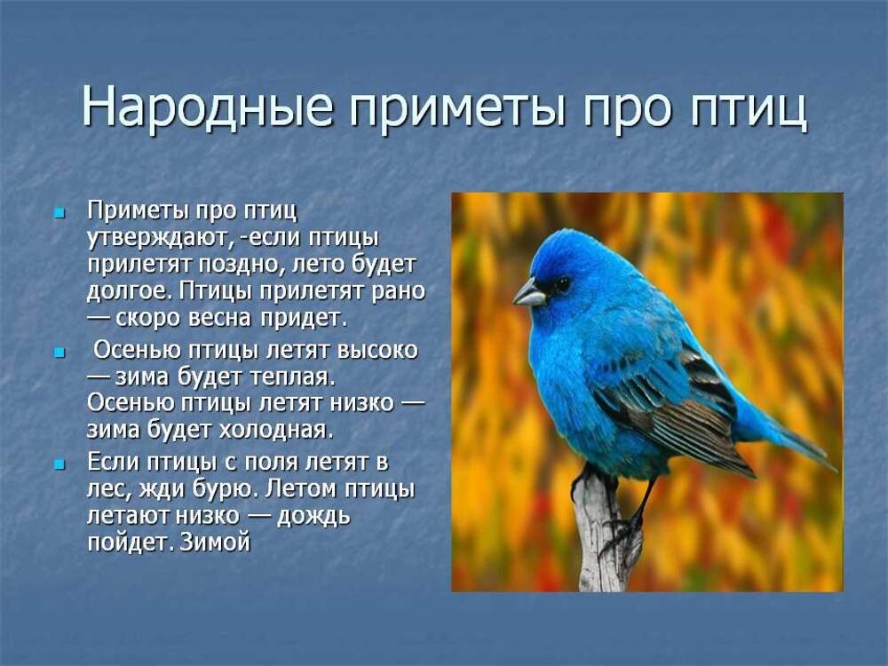 Птичка значение слова. Приметы про птиц. Суеверия про птиц. Народные приметы связанные с птицами. Народных примет о птицах.