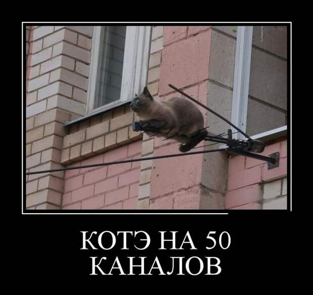 Демотиваторы