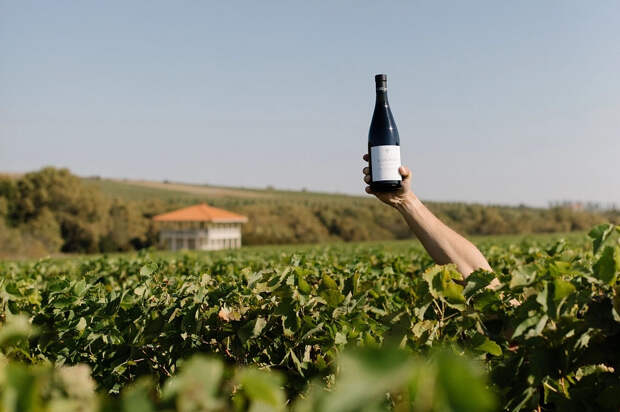 Вина от Mantra Estate покоряют небо