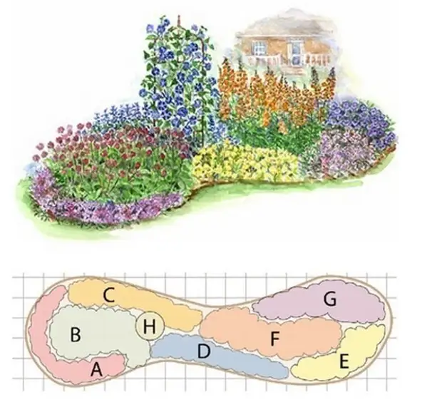 План клумбы из многолетних растений