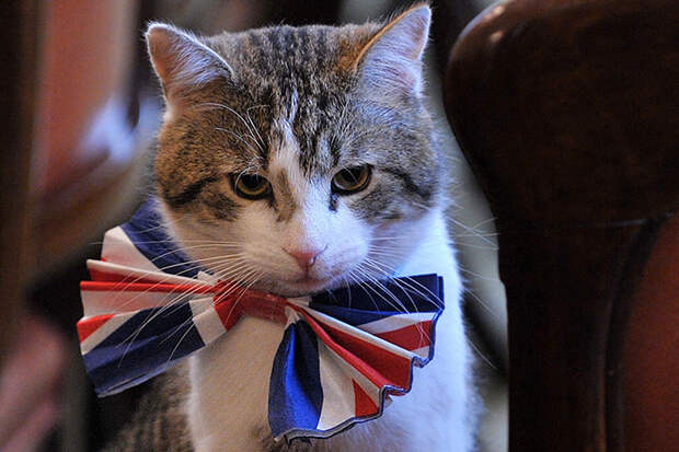 Топ-10 самых популярных котиков открывает питомец бывшего премьер-министра Великобритании Дэвида Кэмерона кот Ларри