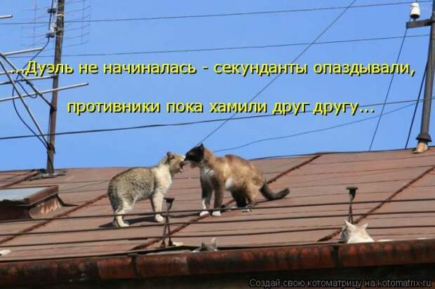 Лучшие котоматрицы недели (50 фото)