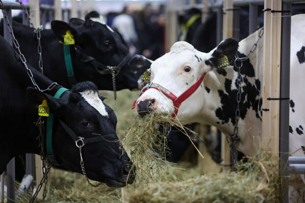 В сибирских регионах уничтожили сотни коров из-за болезни