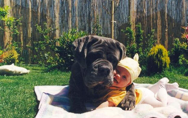 dogs-and-babies-16