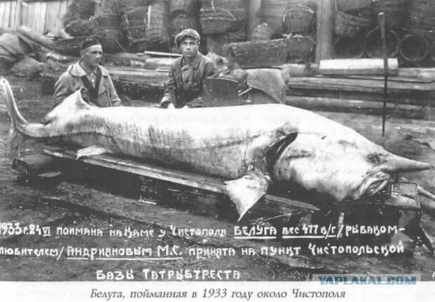 Блог - 4 метра в длину: куда исчезла белуга — самая большая речная рыба на планете 4 метра в длину: куда исчезла белуга — самая большая речная рыба на планете