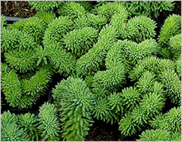 Очиток (Седум) reflexum 'Cristatum' Очиток (Седум) reflexum 'Cristatum'
