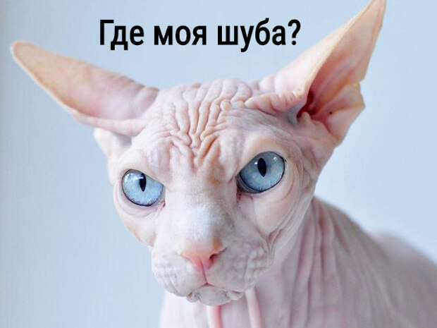 изображение: Где моя шуба? #Котоматрицы