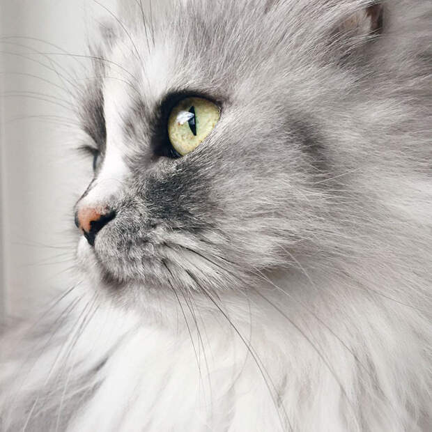 adopted-cat-fur-persian-halloalice-8