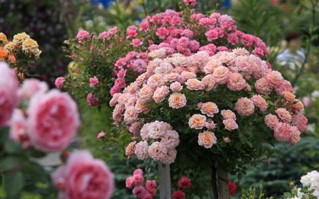 plants0817-12.jpg