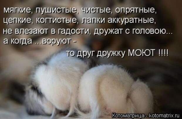 Свежая котоматрица на Бугаге (37 фото)