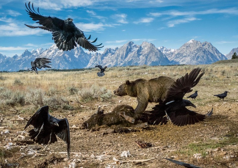 Журнал National Geographic опубликовал фотографии лауреатов премии "Лучшая фотография года - 2016" national geographic, природа, путешествия, фотография