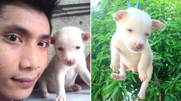 9 Случаев жестокого обращения с животными, которые быстро распространились по Интернету