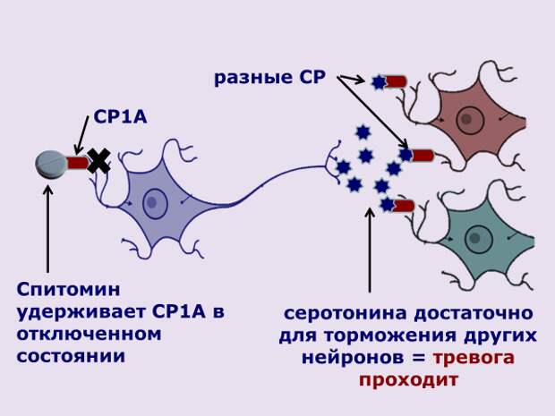 Восстанавливаются ли нейроны головного мозга