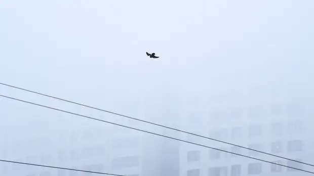 В Ленинградской области объявлено штормовое предупреждение из-за тумана