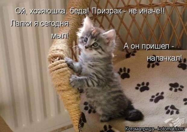 Котоматрицы(картинки с надписями)