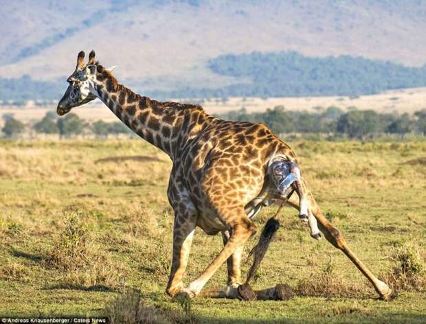 Рождение жирафа фотографии, рождение жирафа в дикой природе, родился маленький жираф